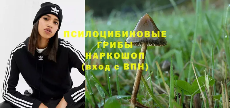 Галлюциногенные грибы Psilocybe  Оханск 